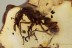  PRIONOMYRMEX Ant Fossil Inclusion Genuine BALTIC AMBER 1803