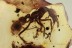  PRIONOMYRMEX Ant Fossil Inclusion Genuine BALTIC AMBER 1803