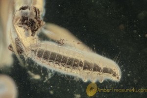 ELATERIDAE Click Beetle Larvae Inclusion BALTIC AMBER 1820