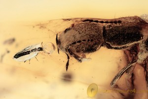 STAPHYLINIDAE Paederinae Big & Small Rove Beetles BALTIC AMBER 1852