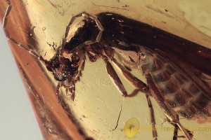 CANTHARIDAE Soldier Beetle Fossil Inclusion BALTIC AMBER 1853