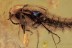 STAPHYLINIDAE Tachyporinae Bolitobius Rove Beetle BALTIC AMBER 1854