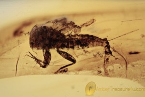  EPHEMEROPTERA Aquatic Mayfly Nymph BALTIC AMBER 1850