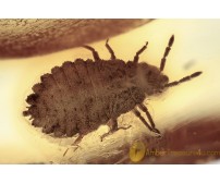 ARADIDAE Flat Bug Inclusion Genuine BALTIC AMBER 1900