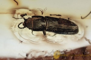 EROTYLIDAE Pharaxonothinae Pleasing Fungus Beetle BALTIC AMBER 1869