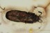 EROTYLIDAE Pharaxonothinae Pleasing Fungus Beetle BALTIC AMBER 1869