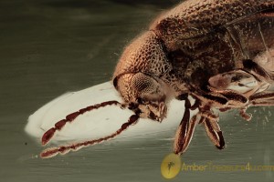 PTINIDAE Dryophilinae Death-watch Beetle BALTIC AMBER 1870