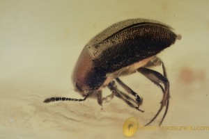 LEIODIDAE Cholevinae Round Fungus Beetle BALTIC AMBER 1881