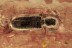 CLERIDAE Checkered Beetle Fossil Inclusion BALTIC AMBER 1877