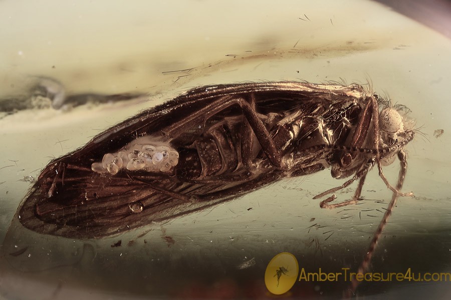 Detailed Trichoptera (Caddisfly), orders Fossil Inclusion in Baltic Amber