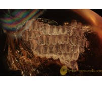 REPTILIA Superb Lizard Skin Multi Segmented Fragment BALTIC AMBER 1948