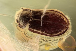 TROGOSSITIDAE Lophocaterinae Bark-Gnawing Beetle BALTIC AMBER 1958