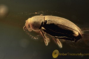 LATRIDIIDAE Corticariinae Beetle Inclusion BALTIC AMBER 1960