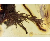BRYOPHYTA Rare Moss Twigs Inclusion BALTIC AMBER 1971