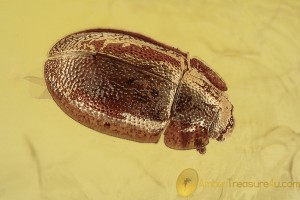 NITIDULIDAE Microsoronia Sap Beetle Inclusion BALTIC AMBER 1975