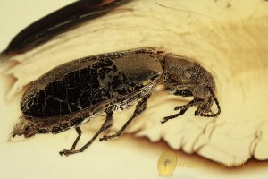 MYCTERIDAE Eurypinae Flower Beetle Inclusion BALTIC AMBER 2000