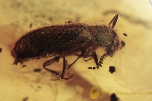 MELYRIDAE Rhadalinae Soft-Wing Flower Beetle BALTIC AMBER 2001