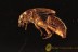 STAPHYLINIDAE Omaliinae Ocellate Rove Beetle BALTIC AMBER 2007