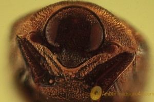 DERMESTIDAE Anthrenus Carpet Beetle BALTIC AMBER 2009