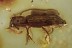 ZOPHERIDAE Undescribed Ironclad Beetle Inclusion BALTIC AMBER 2013