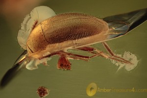 CHOLEVINAE Superb Round Fungus Beetle BALTIC AMBER  2011