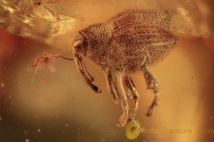 CURCULIONIDAE Ceutorhynchinae Weevil Snout Beetle BALTIC AMBER 2016