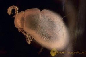 LEIODIDAE Cholevinae Round Fungus Beetle BALTIC AMBER  2023