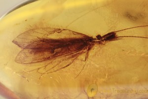 TRICHOPTERA Rare Caddisfly Inclusion BALTIC AMBER 2050