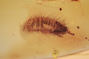 DERMESTIDAE Frasing Carpet Beetle Larvae BALTIC AMBER 2058