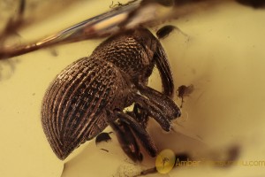 CURCULIONIDAE Molytinae Weevil Snout Beetle BALTIC AMBER 2102