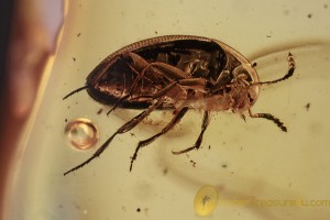 LEIODIDAE Cholevinae Round Fungus Beetle BALTIC AMBER  2113