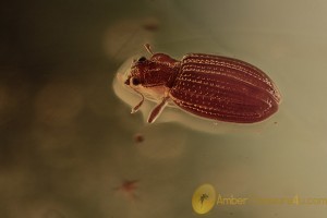  LATRIDIIDAE Superb Brown Scavenger Beetle BALTIC AMBER 2117