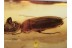 MELANDRYIDAE & MORDELLIDAE BEETLES in BALTIC AMBER 1293