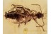 Great Ground Beetle CARABIDAE LEBIINI in BALTIC AMBER 1297