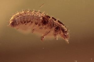 UNKNOWN Beetle Larvae Chrysomelidae ?  BALTIC AMBER 2137