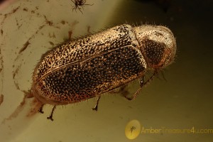 MELYRIDAE Rhadalinae Soft-Wing Flower Beetle BALTIC AMBER 2155