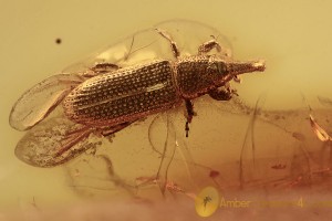 CURCULIONIDAE Cossoninae Weevil Snout Bark Beetle BALTIC AMBER 2157