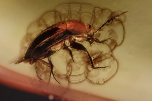 LEIODIDAE Cholevinae Round Fungus Beetle BALTIC AMBER  2165