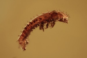 Unknown Coleopteran Larvae Cleridae ? Inclusion BALTIC AMBER 2164