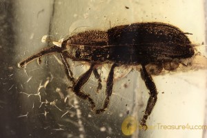 CURCULIONIDAE Electrotribus Large Weevil Snout Beetle BALTIC AMBER 2147