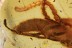 STAPHYLINIDAE Huge Rove Beetle Inclusion BALTIC AMBER 2148