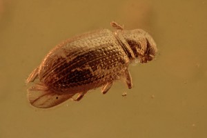 LATRIDIIDAE Corticariinae Brown Scavenger Beetle BALTIC AMBER 2224