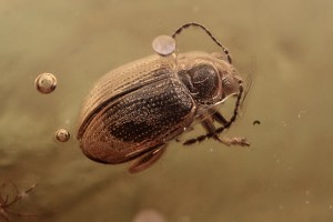  CHRYSOMELIDAE Alticinae Flea Beetle Fossil BALTIC AMBER 2231