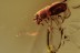 CIIDAE Strigocis Minute Tree-fungus Beetle BALTIC AMBER 2235