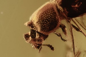 CIIDAE Strigocis Minute Tree-fungus Beetle BALTIC AMBER 2235