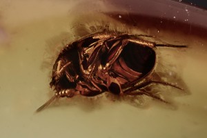 LEIODIDAE Cholevinae Round Fungus Beetle BALTIC AMBER  2228