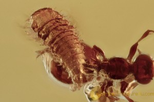 SCIRTIDAE Aquatic Marsh Beetle Larvae + BALTIC AMBER 2277