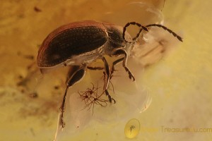 CHRYSOMELIDAE Galerucinae Superb Flea Beetle BALTIC AMBER 2297