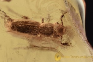 MONOTOMIDAE Europs Root-Eating Beetle BALTIC AMBER 2302