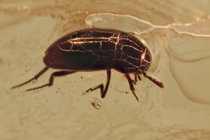 LEIODIDAE Cholevinae Anemadus Round Fungus Beetle BALTIC AMBER  2304